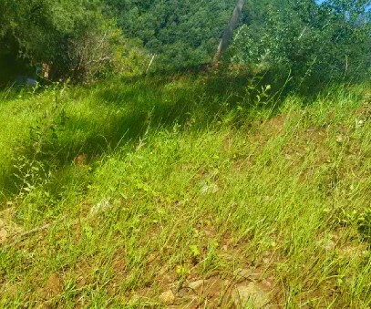 柳關欒盧鉛鋅礦|治理排土“瘡疤”，繪就綠色畫卷